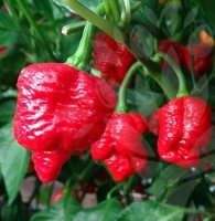 20 db TRINIDAD MORUGA SCORPION Chilimag (3189)