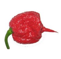 20 db CAROLINA REAPER Chilimag (3186)