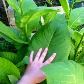 how to sell tobacco legally The Basics of Selling Tobacco: Laws, Regulations, and Requirements