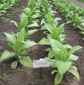 tobacco manufacturers india India: A One-Stop Destination for Tobacco tobacco manufacturers india India: A One-Stop Destination for Tobacco